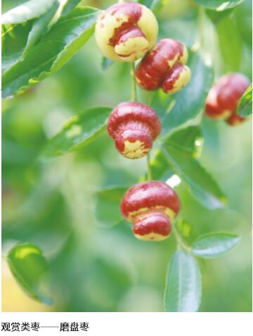 用心构筑的“红枣帝国”